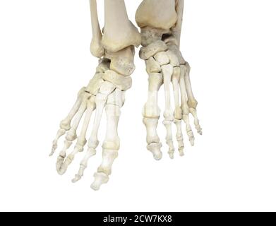 Un paio di gambe umane, scheletro di piedi e piedi ossa, caviglia, talloni. Isolato su bianco Foto Stock