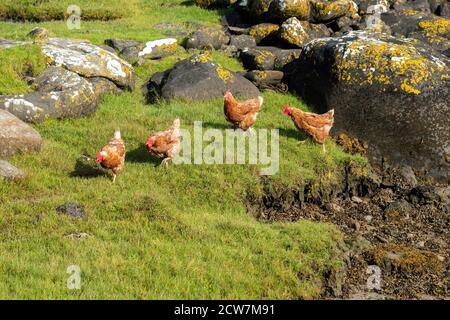 Polli liberi di gamma sulla riva a Traigh Vallay on L'Isola di Uist Nord Foto Stock