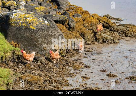 Polli liberi di gamma sulla riva a Traigh Vallay on L'Isola di Uist Nord Foto Stock