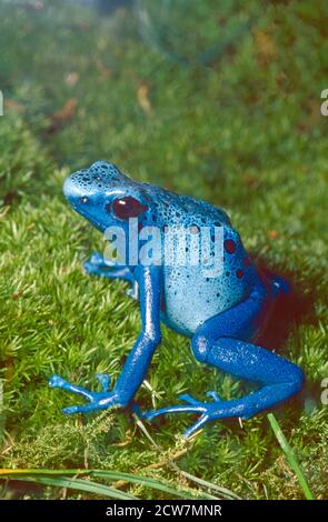 Blue Poison Dart Frog o Okopipi, (Dendrobates tinctorius azureus,) dal Surinam meridionale e dal Brasile settentrionale. Foto Stock