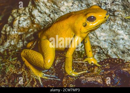 Golden Poison Dart Rana , (Phyllobates terribilis.) Morph giallo. Dalla Colombia del sud-ovest. La rana di freccette più grande del veleno. Classificato come svincolato. Foto Stock