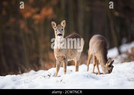 Due caprioli che si nutrano sul prato nella natura invernale. Foto Stock