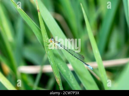 Una bellissima Orange, Blue & Yellow Rainbow Bluet (Enallagma antennatum) Damselfly arroccato su una vegetazione verde a Marsh in Colorado Foto Stock