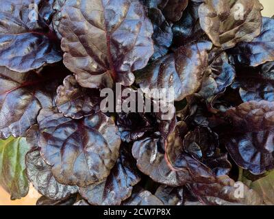 Bronzo scuro, fogliame quasi nero della bassa crescita dura sempreverdi copertura perenne, Ajuga reptans 'Black Scallop' Foto Stock