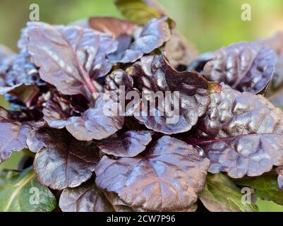 Bronzo scuro, fogliame quasi nero della bassa crescita dura sempreverdi copertura perenne, Ajuga reptans 'Black Scallop' Foto Stock