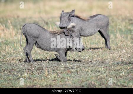 Warthog comune (Phacochoerus africanus) nella savana del Kenya Foto Stock