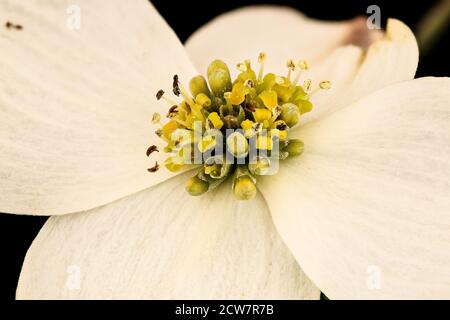 Cornus florida, 2 flr., Dogwood, Howard County, MD, 2018-05-17-15.29 Foto Stock