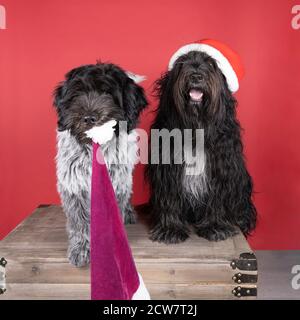 Uno Schapendo o un olandese Sheepdog seduto su uno sfondo rosso indossare e rubare un cappello di natale Foto Stock