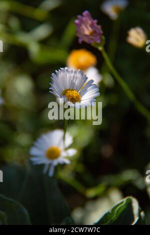 Erigeron karvinskianus "profusione" Foto Stock