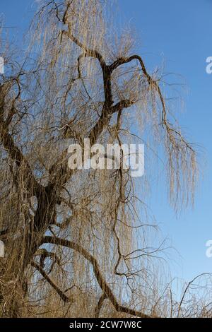 bellissimo salice giallo dorato piangente di fronte al cielo blu durante il giorno senza persone Foto Stock