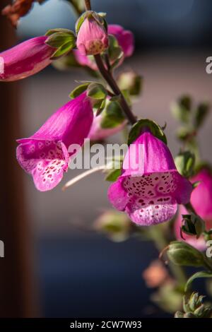 Foxglove (Digitalis purpurea) è una nota pianta in tutto il Regno Unito, che produce un picco di fiori viola-rosa tra giugno e settembre. Foto Stock