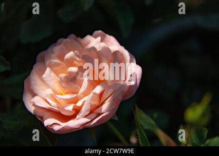 Rosa 'Abraham Darby' - una rosa ben arrotondata e vigorosa che porta fiori molto grandi, a forma di coppa con una ricca fragranza fruttata e una rinfrescante nitidezza. Foto Stock