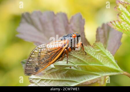 Una cicada recentemente emersa è precaria da una foglia. Foto Stock