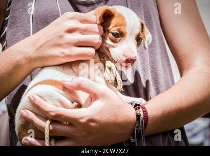 Piccolo cane abbandonato che è portato da un essere umano mentre è salvato da de streets Foto Stock