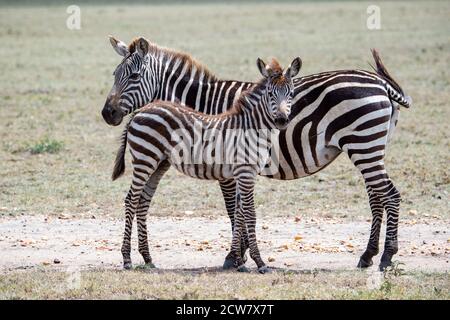 Zebre di pianura (Equus quagga) Foto Stock