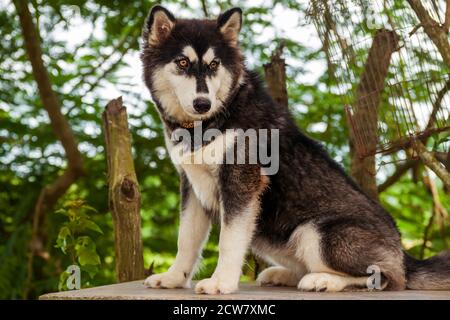 All'aperto ritratto di una razza pura Husky siberiano in estate ora Foto Stock