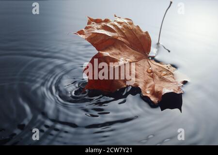 L'acero caduto lascia sulla puddle dell'acquitore. Specifico per la stagione autunnale. Lasciare in pioggia. Foto Stock