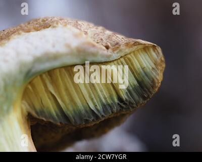 Suillus granulatus fungo primo piano macro dettaglio Foto Stock