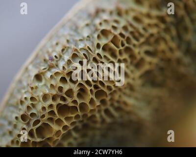 Suillus granulatus fungo primo piano macro dettaglio Foto Stock