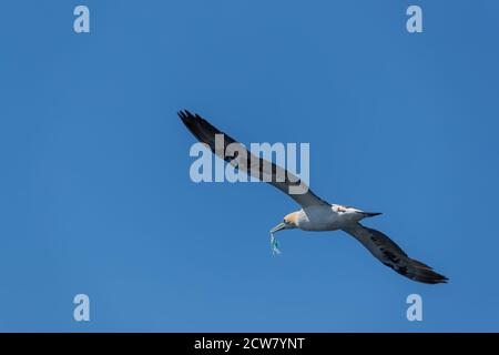 RUNDE, NORVEGIA - 2018 LUGLIO 01. Gannet uccello con plastica inquinamento fissato nel suo becco Foto Stock