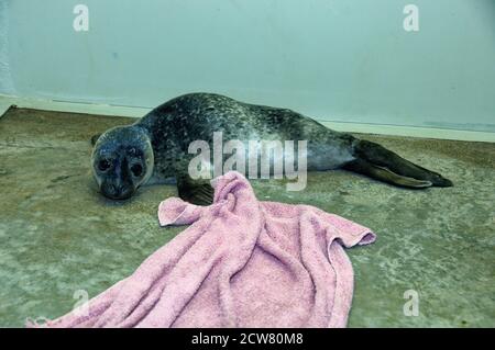 Foca portuale (Phoca vitulina) Pup, orfano, abbandonato, in cura. Foto Stock