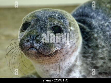 Foca portuale (Phoca vitulina) Pup, orfano, abbandonato, in cura. Foto Stock