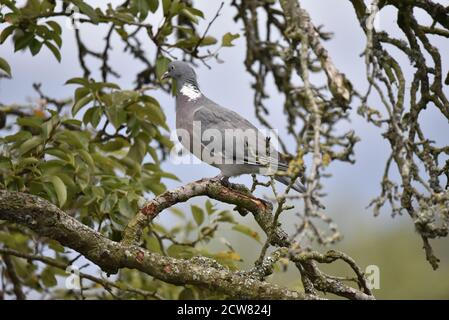 Woodpigeon comune (Columba palumbus) Appollaiato su una filiale in un albero di Apple a metà Galles nel mese di settembre Foto Stock