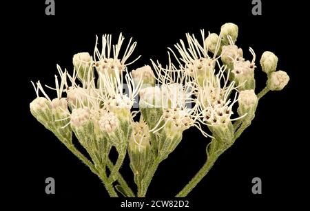 Ageratina altissima 2, White Snakeroot, Howard County, MD, Helen Lowe Metzman 2019-03-22-19.27.09 ZS Pmax UDR Foto Stock