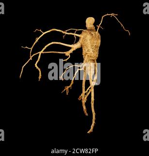 Panax quinquefolius, American Ginseng root, GFG, Howard County, MD 2019-03-22-15.09.11 ZS Pmax UDR Foto Stock