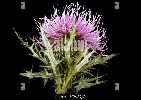 Un primo piano dello scolorimento Circium, o cardo pasquale, nella contea di Howard, Maryland, catturato il 22 marzo 2019. La fotografia evidenzia le foglie tomentose bianche e i dettagli intricati del cardo, una specie di piante autoctone. Foto Stock