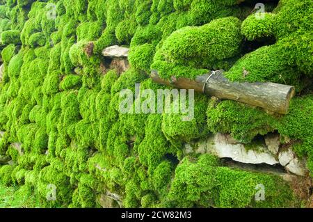 Un muro di pietra secco densamente ricoperto di muschio. Foto Stock