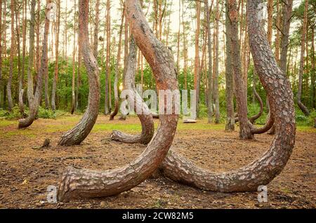 Alberi di pino piegati in Crooked Forest (Krzywy Las) al tramonto, Polonia. Foto Stock