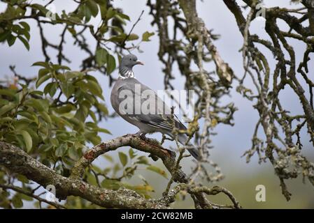 Woodpigeon comune (Columba palumbus) Appollaiato in un albero di mele all'inizio dell'autunno a metà Galles Foto Stock
