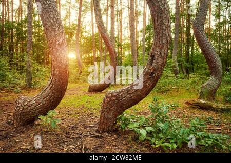 Alberi di pino piegati in Crooked Forest (Krzywy Las) al tramonto, Polonia. Foto Stock