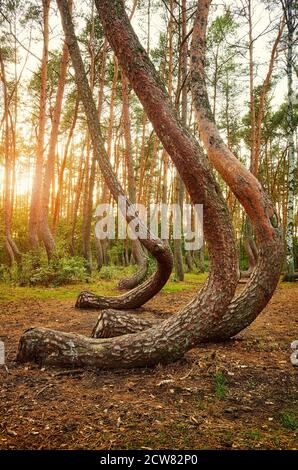 Alberi di pino piegati in Crooked Forest (Krzywy Las) al tramonto, Polonia. Foto Stock