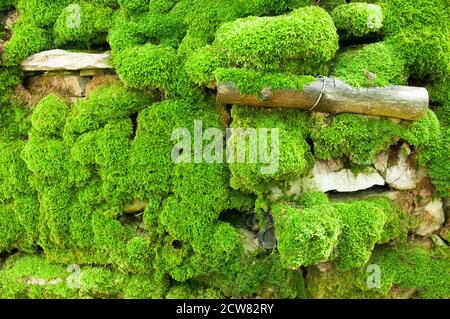 Un muro di pietra secco densamente ricoperto di muschio. Foto Stock