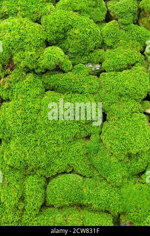 Un muro di pietra secco densamente ricoperto di muschio. Foto Stock