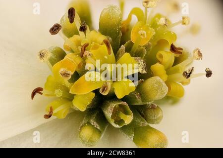 Cornus florida, 3 flr., Dogwood, Howard County, MD, 2018-05-17-15.42.01 ZS Foto Stock