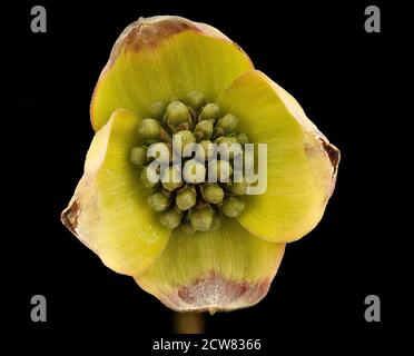 Cornus florida, Dogwood in bud, Howard County, MD, 2018-05-17-15.48.53 ZS Foto Stock