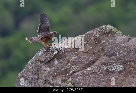 Taita Falcon giovanile, Blyde River Canyon Foto Stock