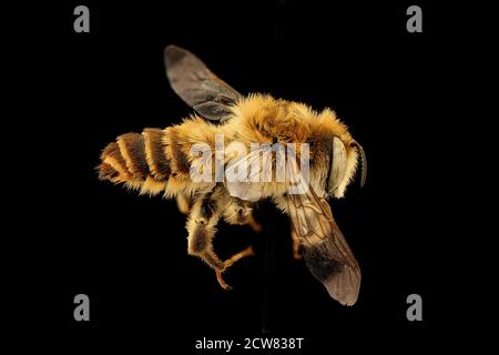 Lithurgus chrysurus, m, destra, Pika County, PA 2019-03-22-01.49.09 ZS Pmax UDR Foto Stock