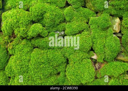 Un muro di pietra secco densamente ricoperto di muschio. Foto Stock