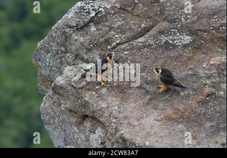 Taita Falcon fugge al Blyde River Canyon Foto Stock