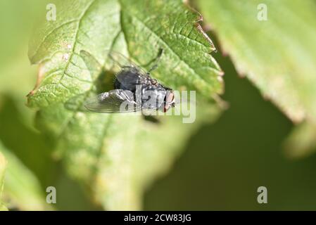 Bottiglia blu di mosca (Calliphora vomitoria) Su una foglia di Sunny in un giardino in Staffordshire in Inizio autunno Foto Stock