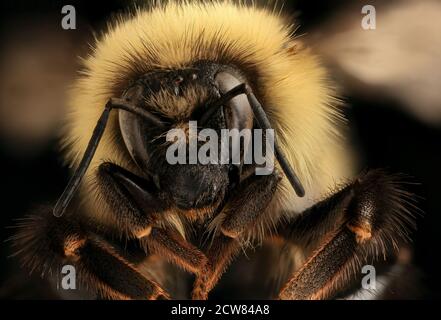 Bombus sandersoni, f, face, Giles Co, VA 2019-03-23-13.01.09 ZS Pmax UDR Foto Stock