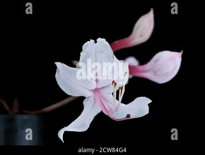 Fotografata il 24 ottobre 2019, questa immagine mostra un periclymenoides di Rhododendron, noto anche come Pinxter Azalea, nella contea di Howard, Maryland. Il primo piano dettagliato mette in risalto le caratteristiche floreali uniche della pianta e l'ambiente naturale. Foto Stock
