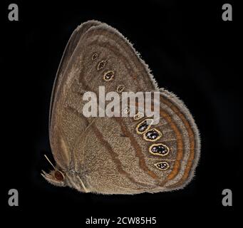 Neonympha Mitchelli francisci, SIDE, allevato 2019-08-07-17.24.00 ZS Pmax UDR Foto Stock