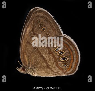 Neonympha Mitchelli francisci, SIDE, reared2 2019-08-07-17.21.31 ZS Pmax UDR Foto Stock