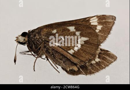 Atrytonopsis quinteri, skipper in cristallo, nc, SIDE 2019-08-09-20.52.03 ZS Pmax UDR Foto Stock