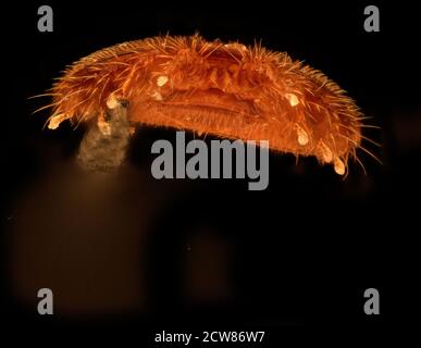 Varroa destructor4 2019-09-06-19.03.47 ZS Pmax UDR Foto Stock